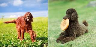 Check spelling or type a new query. Irish Doodle A Complete Guide To The Irish Setter Doodle All Things Dogs All Things Dogs