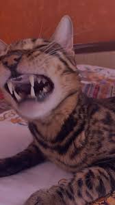 pin na doske bengalskij kot bengal cat