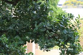 Image result for Calophyllum inophyllum
