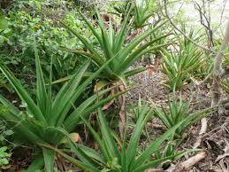 Image result for Aloe bukobana