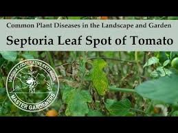 Image result for Septoria leaf spot of tomato