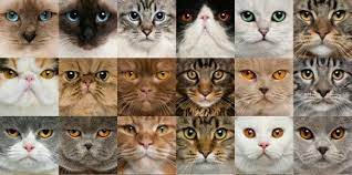 Quiz: Which Cat Breed Are You? - Proprofs Quiz