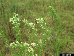 Image result for Erigeron bonariensis