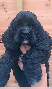 American Cocker Spaniel Puppies Cockerspanielpuppies American Cocker Spaniel Spaniel Puppies Puppies
