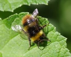 As stated in the bumble bee web page, these flying, stinging insects are usually considered beneficial and should be left alone. Early Bumblebee Bumblebee Conservation Trust