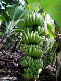 If you're in another zone, you'll have the most success with growing your dwarf cavendish banana tree in a large tub, then overwintering it in a greenhouse or enclosed patio. Growing Banana Tree In Containers How To Grow Banana Plant Musa