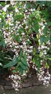Image result for Clerodendrum toxicarium
