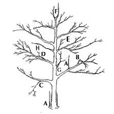 Image result for pruning plum trees