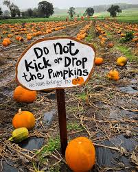 Preheat the oven to 350°f. Scottish Pumpkin Patches 2019 Foodie Quine Edible Scottish Adventures