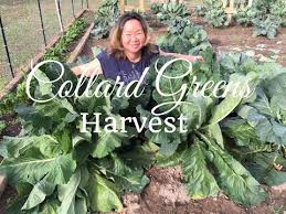 Collard greens can be steamed in bacon or broth until tender, which is how most people like to enjoy them! How To Grow Collard Greens Huge Harvest Youtube In 2020 Collard Greens Collards Collard Plant
