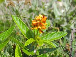 Image result for Dovyalis hispidula