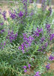 Image result for Antizoma angustifolia