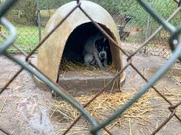Man gets 5 years in prison for running dogfighting operation from Cherokee  home