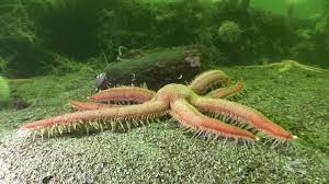 Just here looking for animals? List Of Sea Animals A Z Owlcation