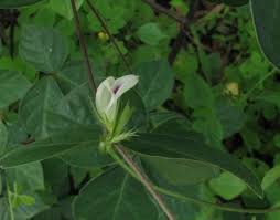 Image result for Macrotyloma uniflorum