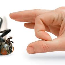 Check spelling or type a new query. Bug Doctor Pest Control Pest Control Greenbank Wa Phone Number