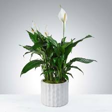 Canada flowers is a florist providing long beach flower delivery. Modern Spathiphyllum Plant By Bloomnation In Long Beach Ca 710 Flower Shop