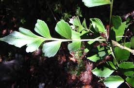 Image result for Phyllocladus trichomanoides