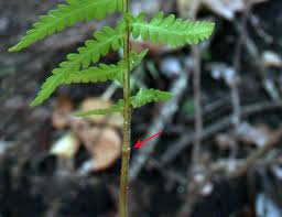 Image result for Arthropteris