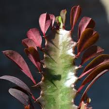 Image result for Euphorbia tholicola