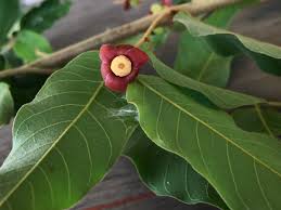 Image result for Uvaria angolensis