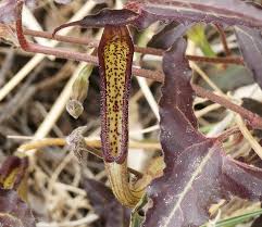 Image result for Aristolochia heppii
