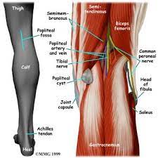 When the muscle contracts, the tendons are pulled, and the bone is moved. Pin On Work It Out