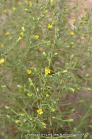 · small yellow flower heads in an open arrangement; Stinkwort Urban Bushland Council Wa