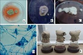Pigment producing Penicillium pinophilum strain F2 at 15 °C. A-C:... |  Download Scientific Diagram