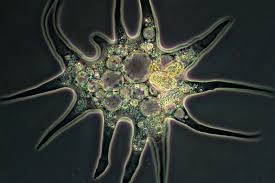 Image result for Icuria