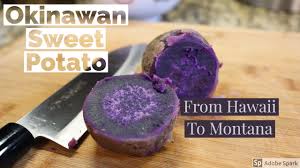 Growing up in atlanta and albuquerque, carmela had never enjoyed a purple sweet potato before arriving in honolulu. Okinawan Sweet Potato From Hawaii Youtube