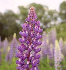 Lupinus Purple Swirl Lupine Purple Swirl Lupin Purple Swirl Band Of Noble Series Russel Hybrids Bicolor Flo Purple Swirl Purple Garden Violet Flower