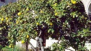 The quince (cydonia oblonga) is the sole member of the genus cydonia in the family rosaceae (which also contains apples and pears, among other fruits). Nature S Umbrella 5 Reasons Why Quince Trees Are Awesome Cbc News