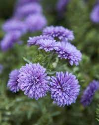 Your Complete Guide To Growing Gorgeous Fall Mums Grow Gorgeous Flower Care Fall Mums