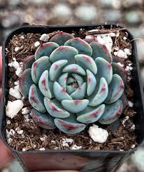 Image result for Humularia minima