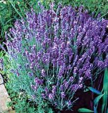 Lavandula Angustifolia Lady Lavender Seeds Lavender Plant Herb Seeds