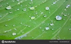 Yağmur yaprak stok fotoğraflar, telifsiz resimler, görseller | Depositphotos