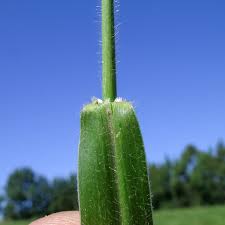 Image result for Sarcocornia decumbens