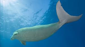 Can you believe that between six and seven thousand mermaids still live in the shallow, saline waters of the persian gulf? Sea Cow Or Mermaid Dugong Captured Underwater Cgtn