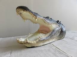 Bird Cleaning Crocodile Teeth Youtube Great Florida Alligator Mount For Sale Alligator Bayou Mounting