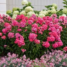 It is easier to grow phlox from cuttings/transplants than from seeds. Phlox Paniculata Glamour Girl Pp25778 Walters Gardens Inc