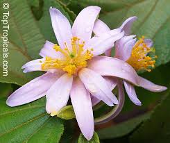 Image result for Grewia glandulosa