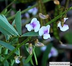 Image result for Tephrosia noctiflora