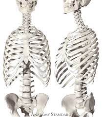 They are extremely light, but highly resilient; Thorax Bones Of The Rib Cage