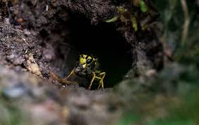 Let the experts at western pest services help you control your wasp, bee, yellow jacket, and hornet problems today. Stinging Insects Bee Wasp Control In Port Huron Mi