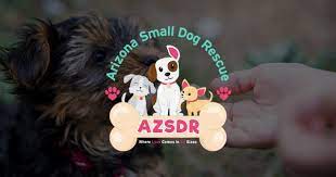 Our baby rescue has filled out from 13 pounds to almost 20 in just two weeks! Dog Rescue Phoenix Dog Adoption Arizona Small Dog Rescue