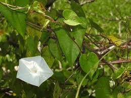 Image result for Ipomoea marginata