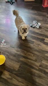 @Pceluvtosha's video Tweet