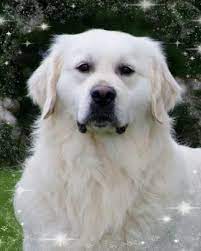 And don't forget the puppyspin tool, which is another fun and fast way to search for golden retriever puppies for sale in iowa, usa area and golden retriever dogs for adoption in iowa, usa area. Deer Creek English Golden Retrievers English Golden Retrievers Golden Retriever Retriever