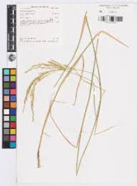 Image result for Arundinella nepalensis